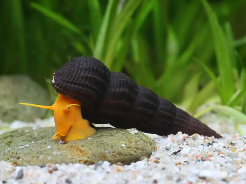 Rabbit Snail