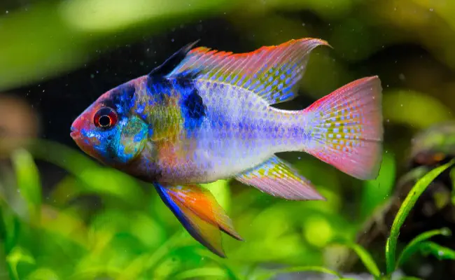 Ram Cichlid