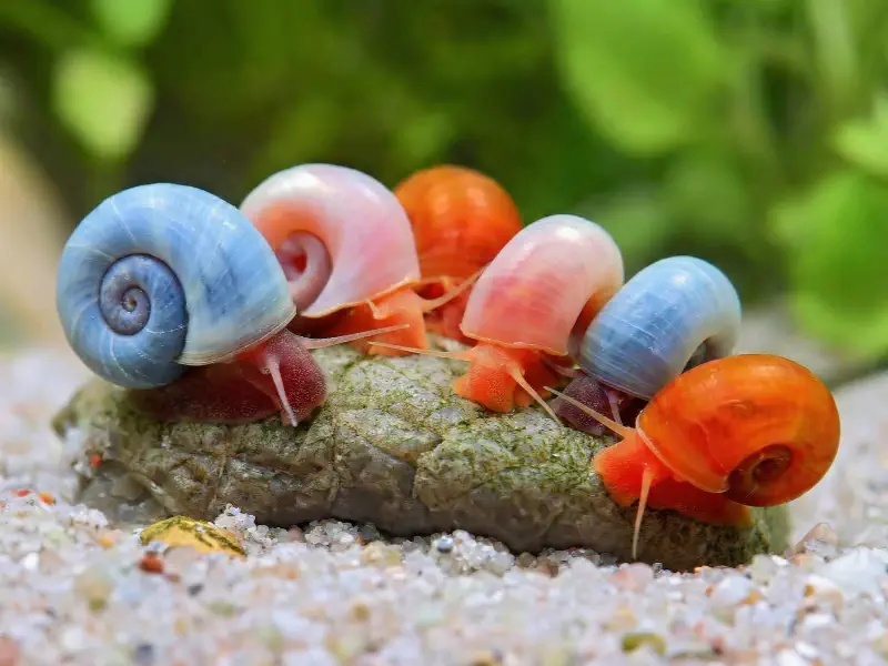 Ramshorn Snail