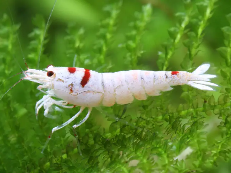 Red Bee Grade SSSS Caridina shrimp