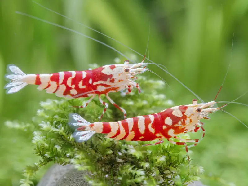 Red Fancy Tiger Caridina shrimp