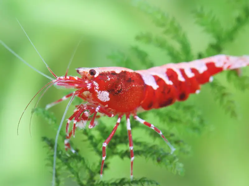 Red Galaxy Caridina shrimp