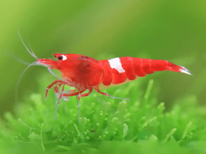 Red King Kong Caridina shrimp