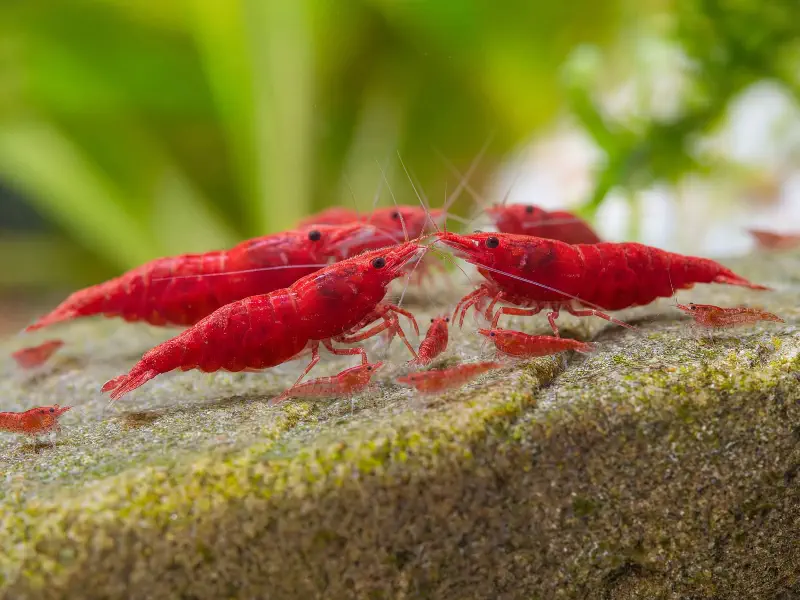 Red Sakura Neocaridina shrimp