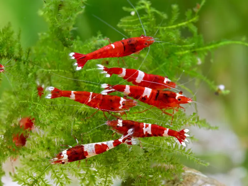 Red Wine Taiwan Bee Caridina shrimp