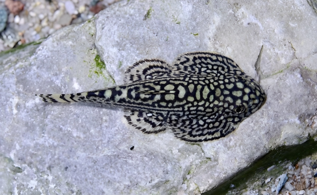 Reticulated Hillstream Loach