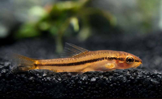 Rosy Loach