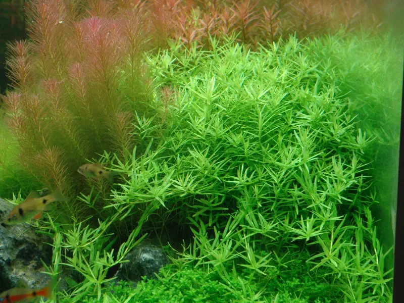 Rotala rotundifolia