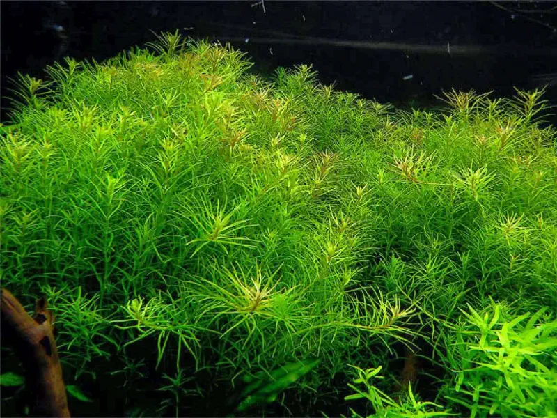 Rotala Wallichii