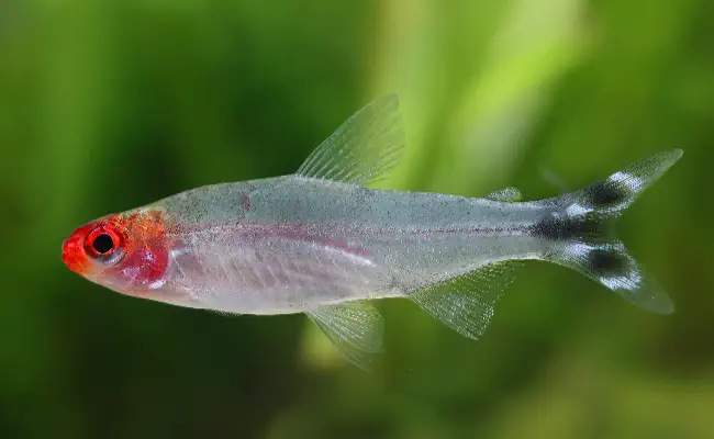 Rummynose Tetra