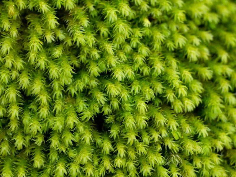 Sheet / Cushion Moss