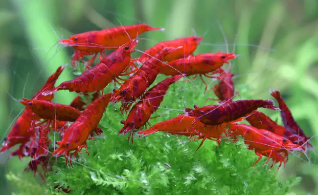 Freshwater Shrimp Keeping