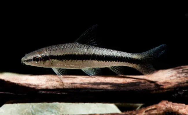 Siamese Algae Eater