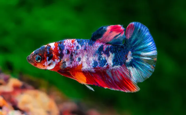 Siamese Fighting Fish