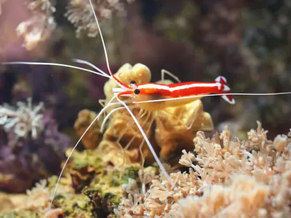 Skunk Cleaner Shrimp