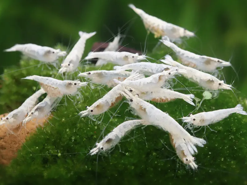 Snowhite / Whitepearl Neocaridina shrimp