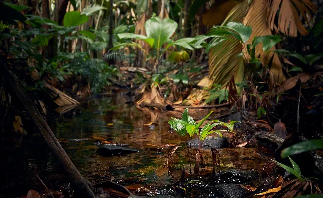 Southeast Asian Biotope