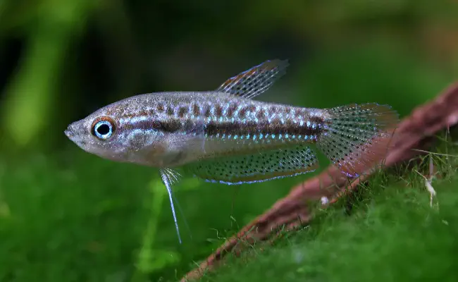 Sparkling Gourami