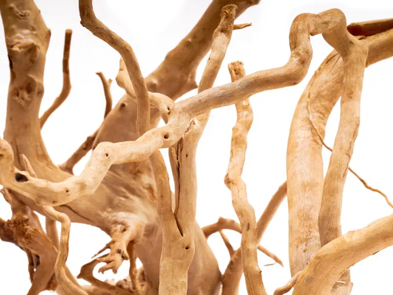 Spider Wood