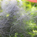 Staghorn Algae