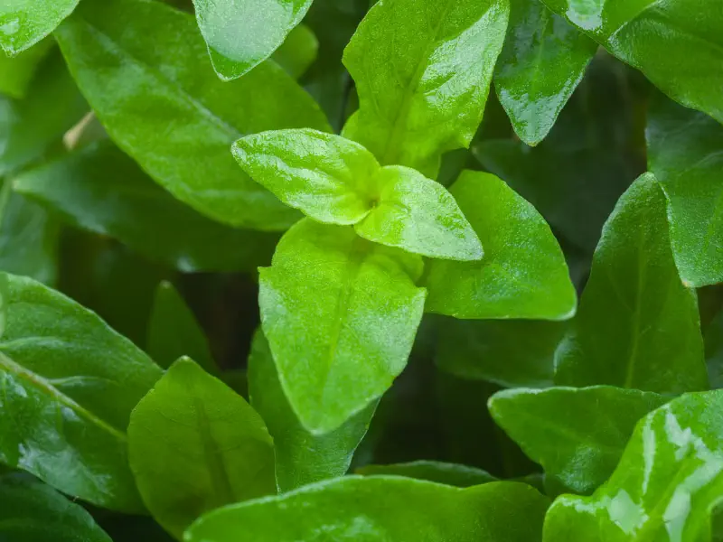 Staurogyne repens