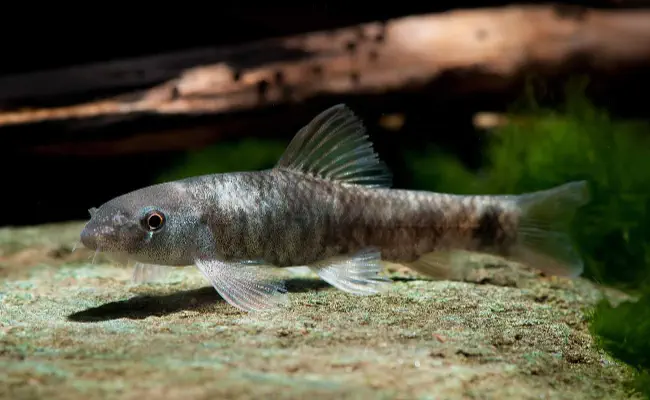 Stone Lapping Minnow