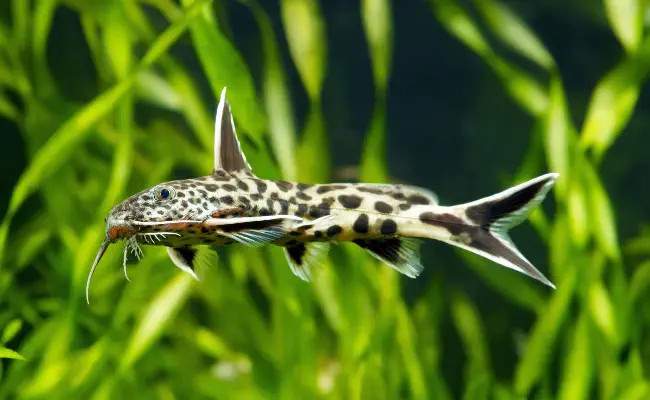 Synodontis Petricola