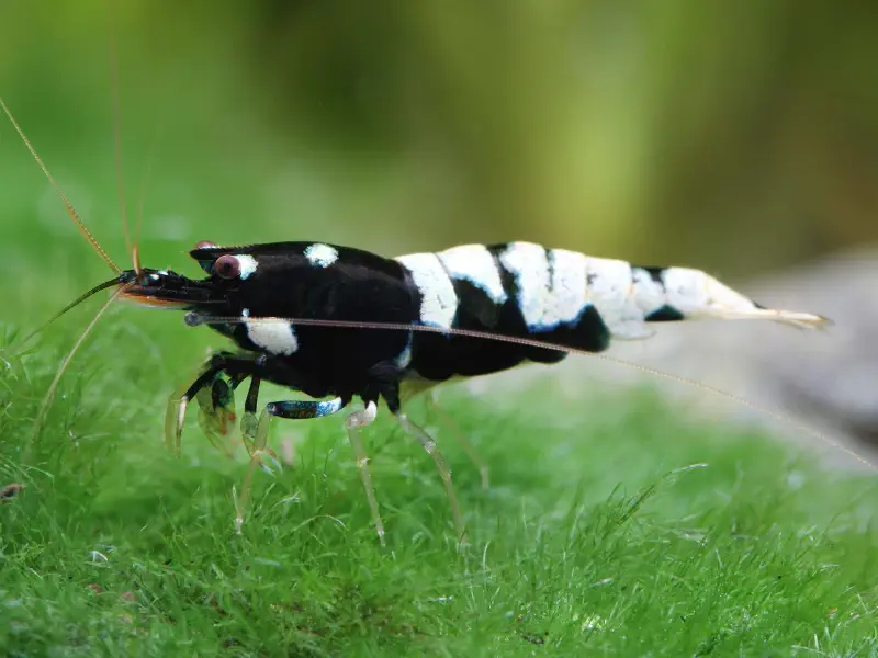 Taiwan Bee Caridina shrimp