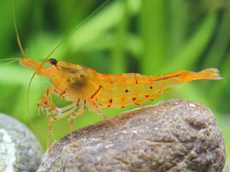 Tangerine Tiger Caridina shrimp