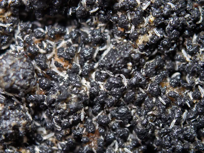 Temperate Springtail