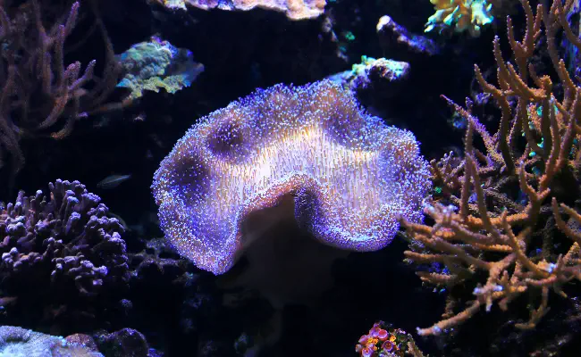 Toadstool Leather Coral
