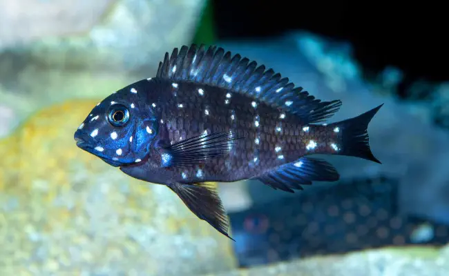 Tropheus
