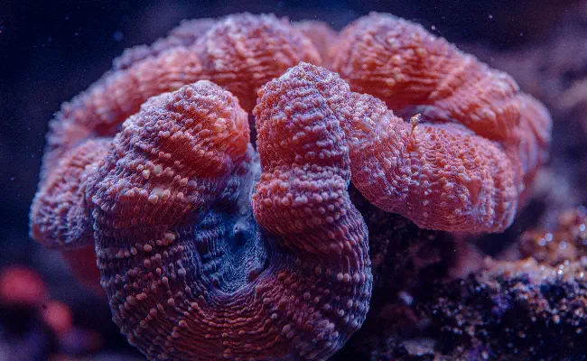 Trumpet / Candy Cane Coral