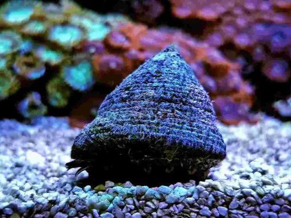 Turbo Snail