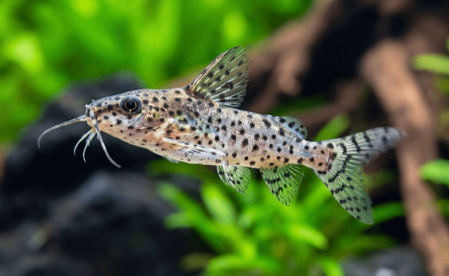 Upside-Down Catfish