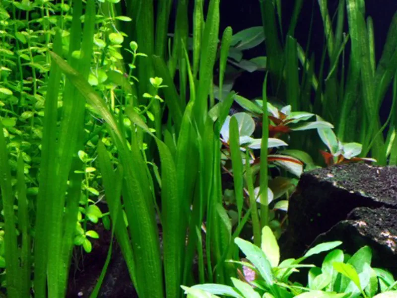 Vallisneria