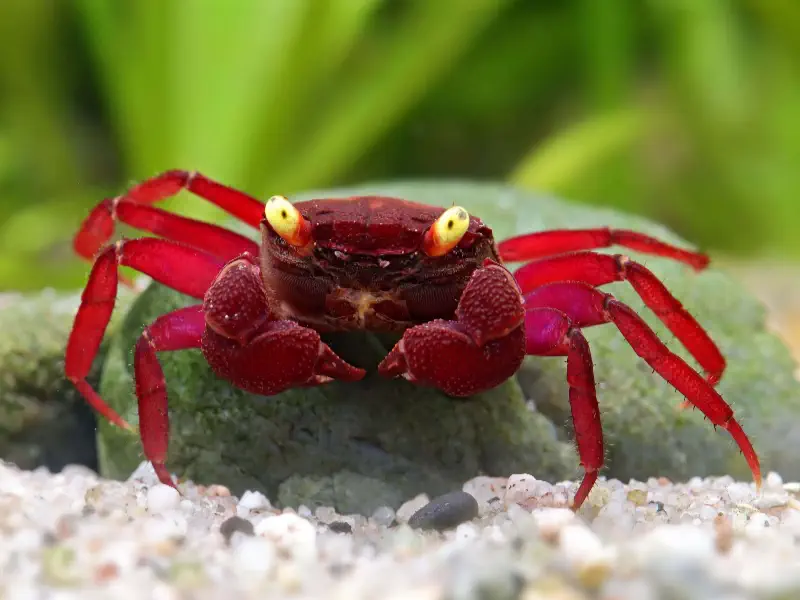 Vampire Crab