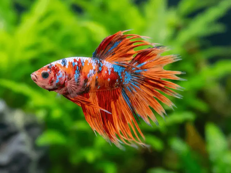 Red Betta