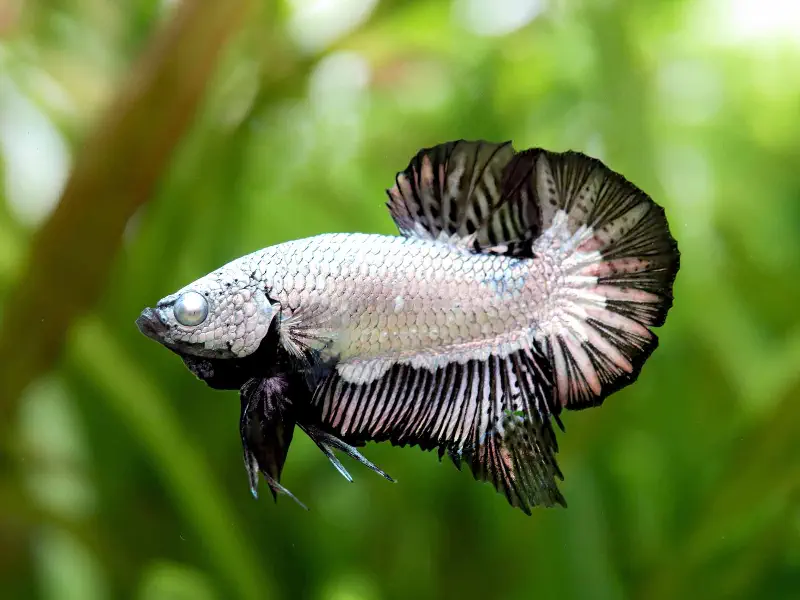 Blue Betta