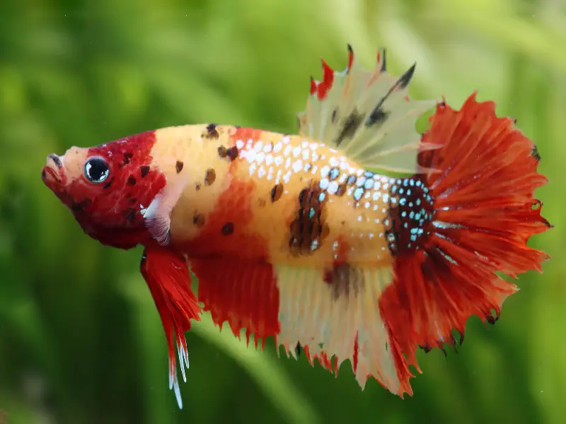 Orange / Copper Betta