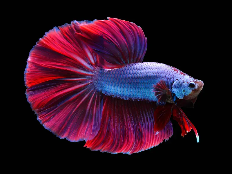 Yellow Betta