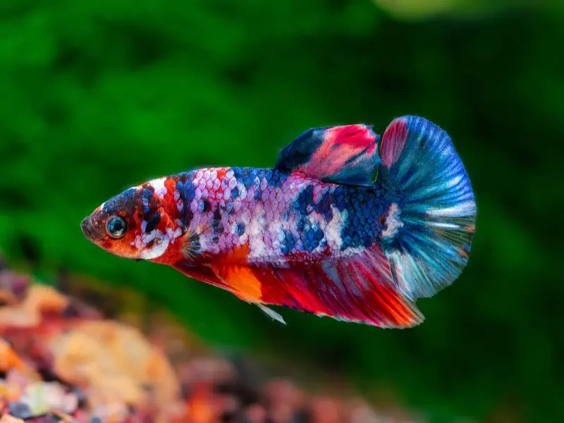 White / Cellophane Betta