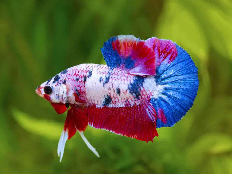 Black Betta