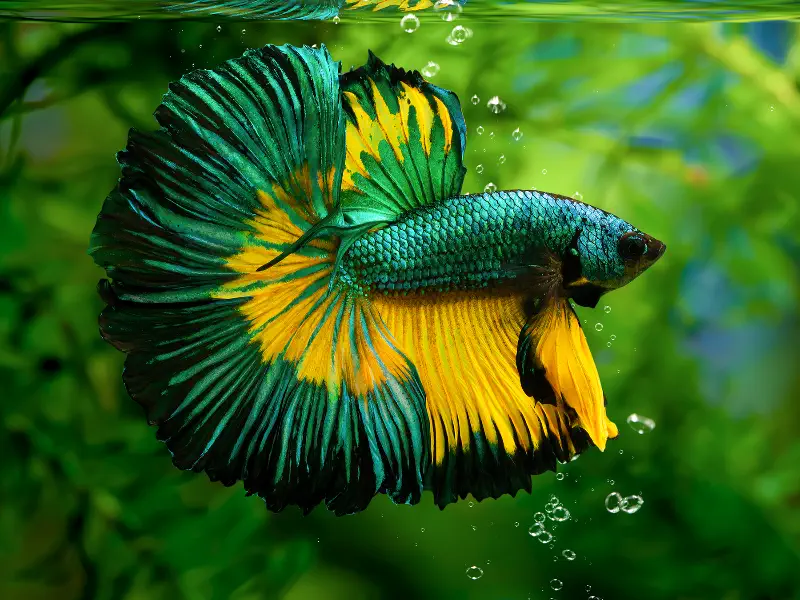 Marble Betta