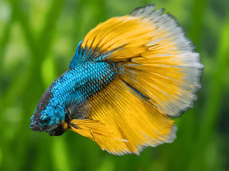 Koi / Galaxy Betta