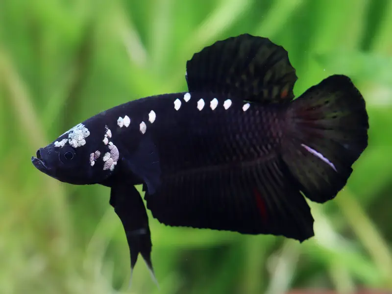 Multicolour / Fancy Betta