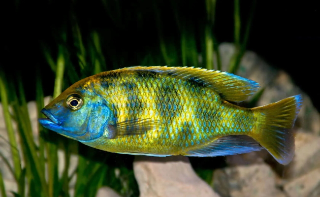 Venustus