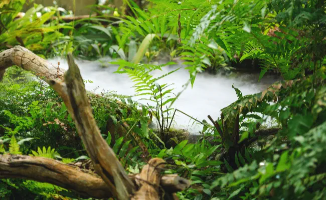 West African River Aquariums