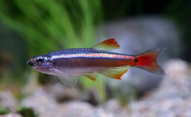 White Cloud Mountain Minnow