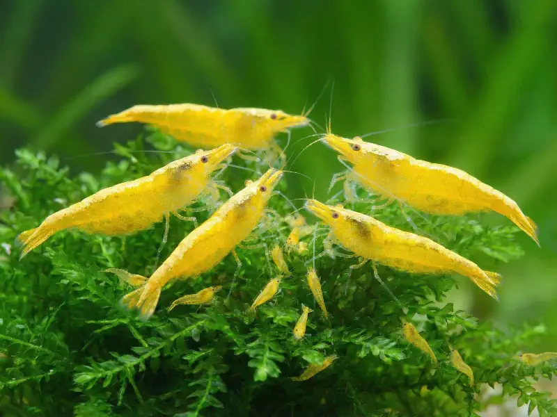 Yellow Fire Neocaridina shrimp